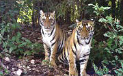 Ranthambar Forest